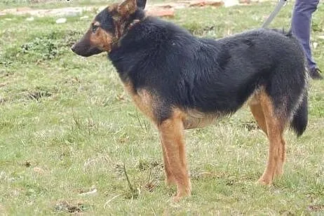 Wesoły, przyjazny owczarek Reks ADOPCJA,  Kundelki