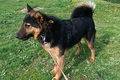 Wesoły, przyjazny owczarek Reks ADOPCJA,  Kundelki