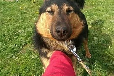 Wesoły, przyjazny owczarek Reks ADOPCJA,  Kundelki