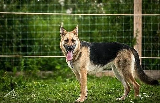 HENIA - kochana, mądra, urocza suczka do adopcji!,