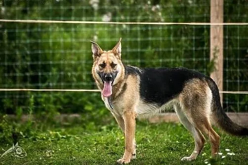 HENIA - kochana, mądra, urocza suczka do adopcji!, mazowieckie Warszawa