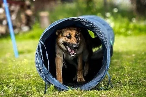 HENIA - kochana, mądra, urocza suczka do adopcji!,