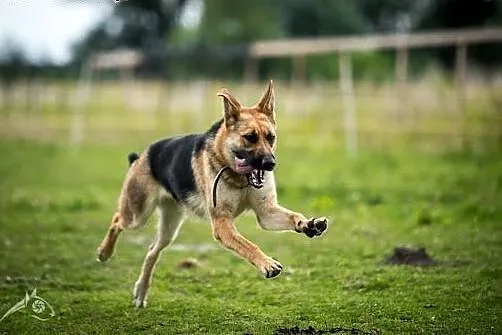 HENIA - kochana, mądra, urocza suczka do adopcji!,