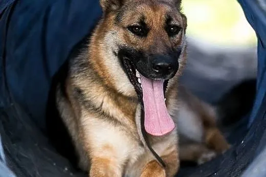 HENIA - kochana, mądra, urocza suczka do adopcji!,