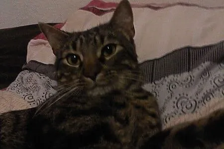 Bury tygrysek pilnie szuka domu