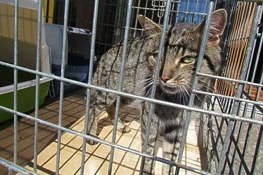 Wiktor - mruczący kocurek szuka domu,  śląskie Kat