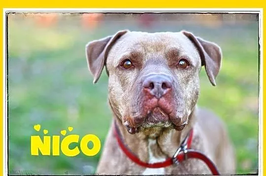 NICO- amstaf mix, młody, łagodny, rodzinny, ks zdrowia ADOPCJA Warszaw