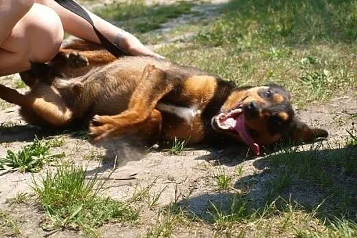 Posłuszny, towarzyski Reksio, bezkonfliktowy psiak