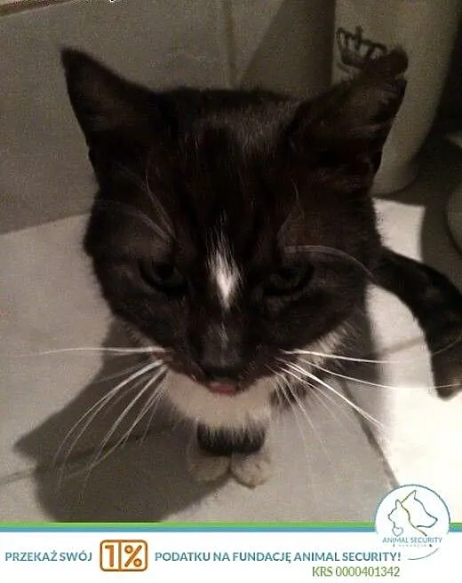 Hugo starszy kocurek do adopcji, wielkopolskie Po