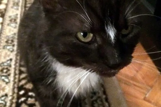 Hugo starszy kocurek do adopcji,  wielkopolskie Po