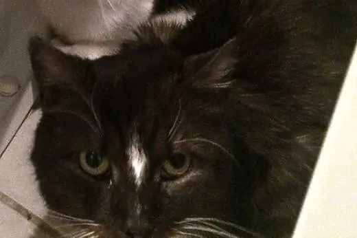 Hugo starszy kocurek do adopcji,  wielkopolskie Po