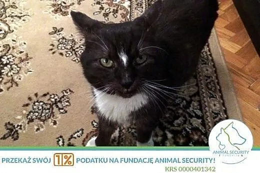 Hugo starszy kocurek do adopcji,  wielkopolskie Po
