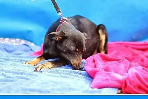 9 kg,pinczerowata,łagodna,delikatna suczka RADZIA.Adopcja,  dolnośląskie Wrocław