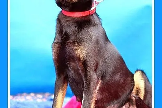9 kg,pinczerowata,łagodna,delikatna suczka RADZIA.