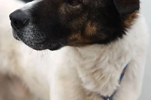 Master czeka już ponad rok w schronisku.. Ile jesz