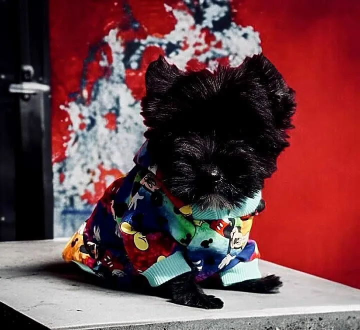Dyzio York czarny. Black Yorkshire Terrier, Opolskie, Namysłów