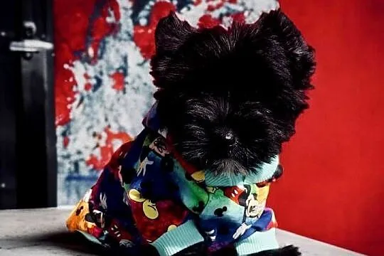 Dyzio York czarny. Black Yorkshire Terrier, Opolskie, Namysłów