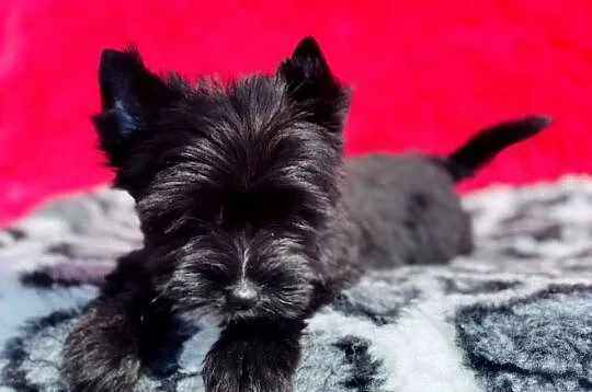 Dyzio York czarny. Black Yorkshire Terrier, Opolskie, Namysłów
