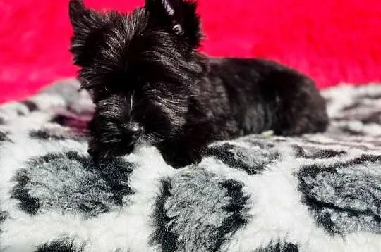 Dyzio York czarny. Black Yorkshire Terrier, Opolskie, Namysłów