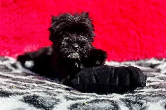 Dyzio York czarny. Black Yorkshire Terrier, Opolskie, Namysłów