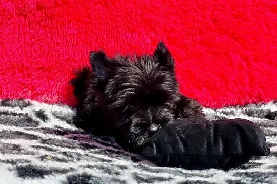 Dyzio York czarny. Black Yorkshire Terrier, Opolskie, Namysłów