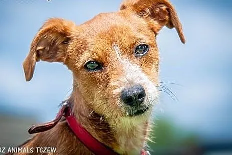 OTOZ Animals - Daisy - malutka, kochana sunia - sz