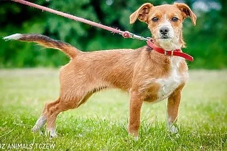 OTOZ Animals - Daisy - malutka, kochana sunia - sz