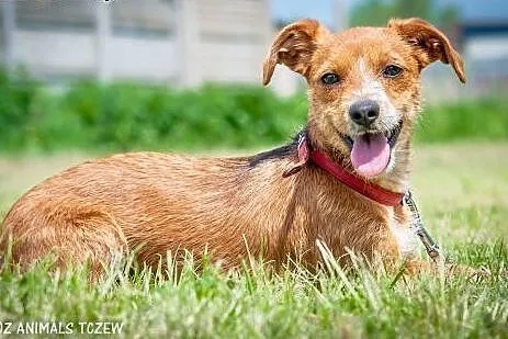 OTOZ Animals - Daisy - malutka, kochana sunia - sz