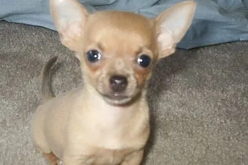 Dwa Chihuahua Szczenięta już dostępny,  świętokrzy