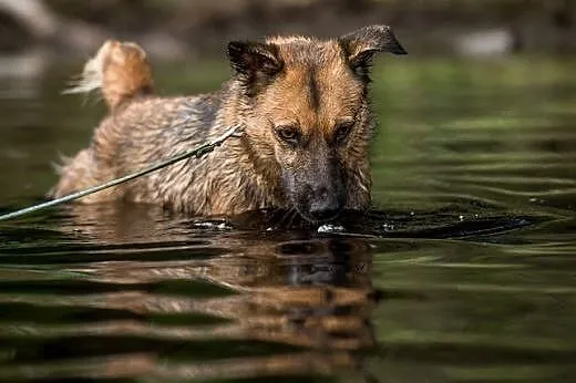 AMBER - młoda, bursztynowa na Twą miłość jest goto