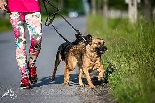 AMBER - młoda, bursztynowa na Twą miłość jest goto
