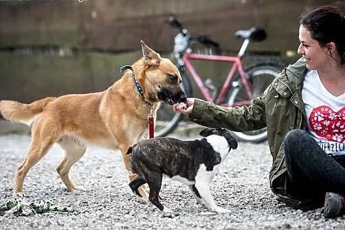 LUNES - dotrzyma Ci kroku! Radosny, mądry pies!,  