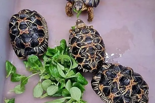 Żółw promienisty Astrochelys radiata