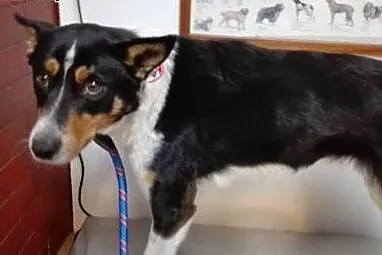 Młody, łagodny Lucky szczęściarz do pokochania!,  