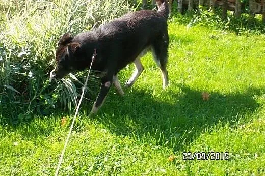 Farcik czy będzie miał fart i znajdzie dom,  Kunde