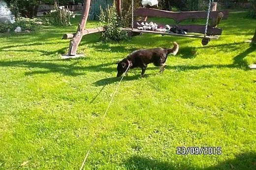 Farcik czy będzie miał fart i znajdzie dom,  Kunde