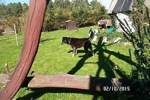 Farcik czy będzie miał fart i znajdzie dom,  Kunde