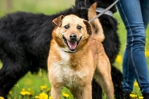 MARIO - biszkoptowa przylepa czeka na Człowieka :)