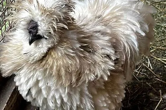 Silka jedwabista lokowana koguty