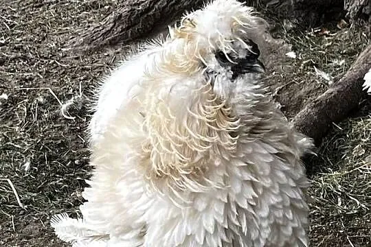 Silka jedwabista lokowana koguty, Lubuskie, Przyczyna Górna