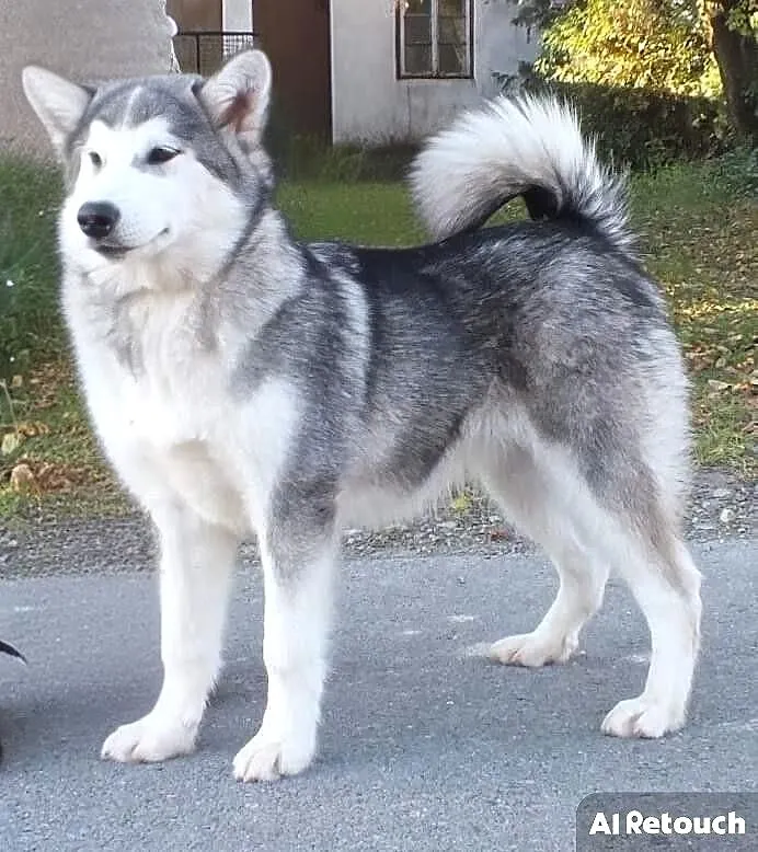 Alaskan Malamute, Lubelskie, Osmolice Pierwsze