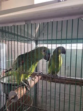 Amazonka niebieskoczelna (Amazona aestiva) - 3 samice