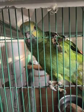 Amazonka niebieskoczelna (Amazona aestiva) - samica z 2026 r., , Rawicz