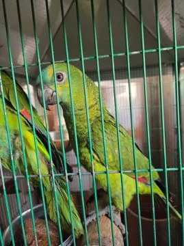 Amazonka niebieskoczelna (Amazona aestiva) - samica z 2026 r., , Rawicz