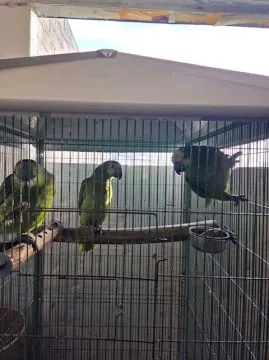 Amazonka niebieskoczelna (Amazona aestiva) - samica z 2026 r., , Rawicz