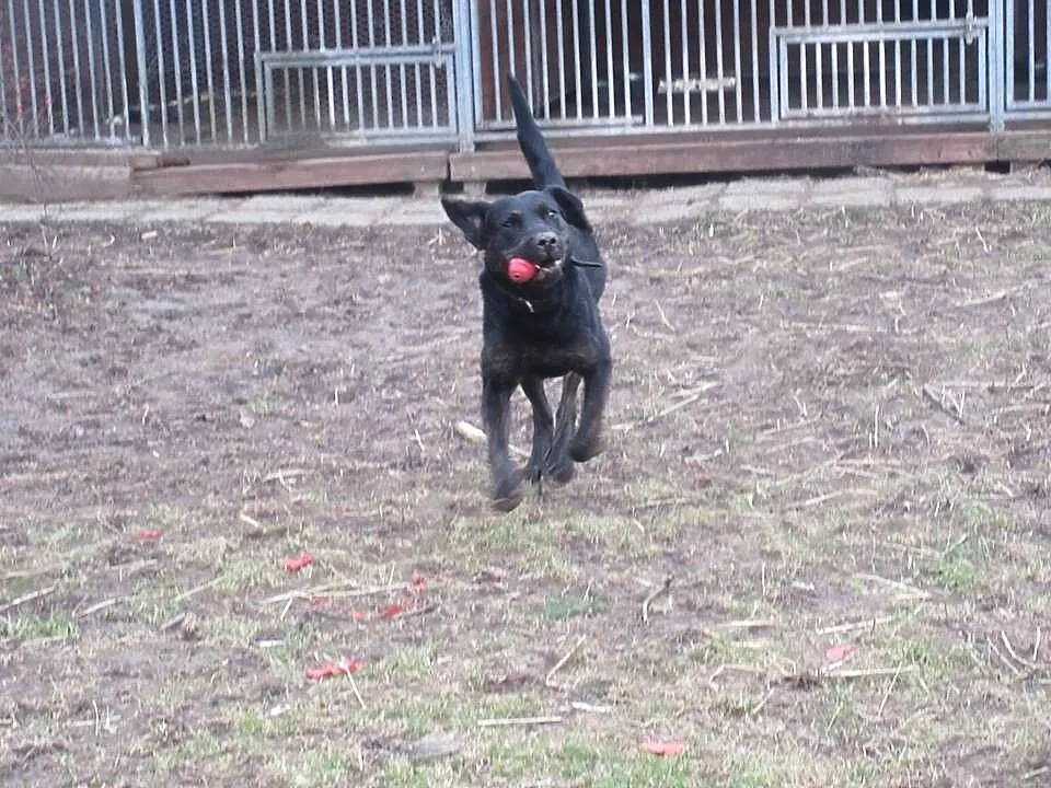 Big Ben w typie labradora poleca się do adopcji