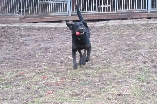 Big Ben w typie labradora poleca się do adopcji