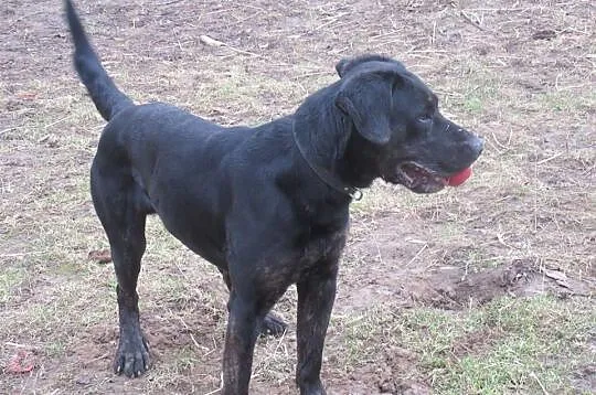 Big Ben w typie labradora poleca się do adopcji