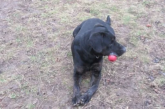 Big Ben w typie labradora poleca się do adopcji