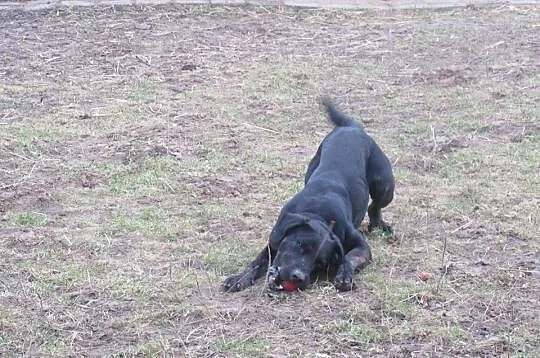 Big Ben w typie labradora poleca się do adopcji